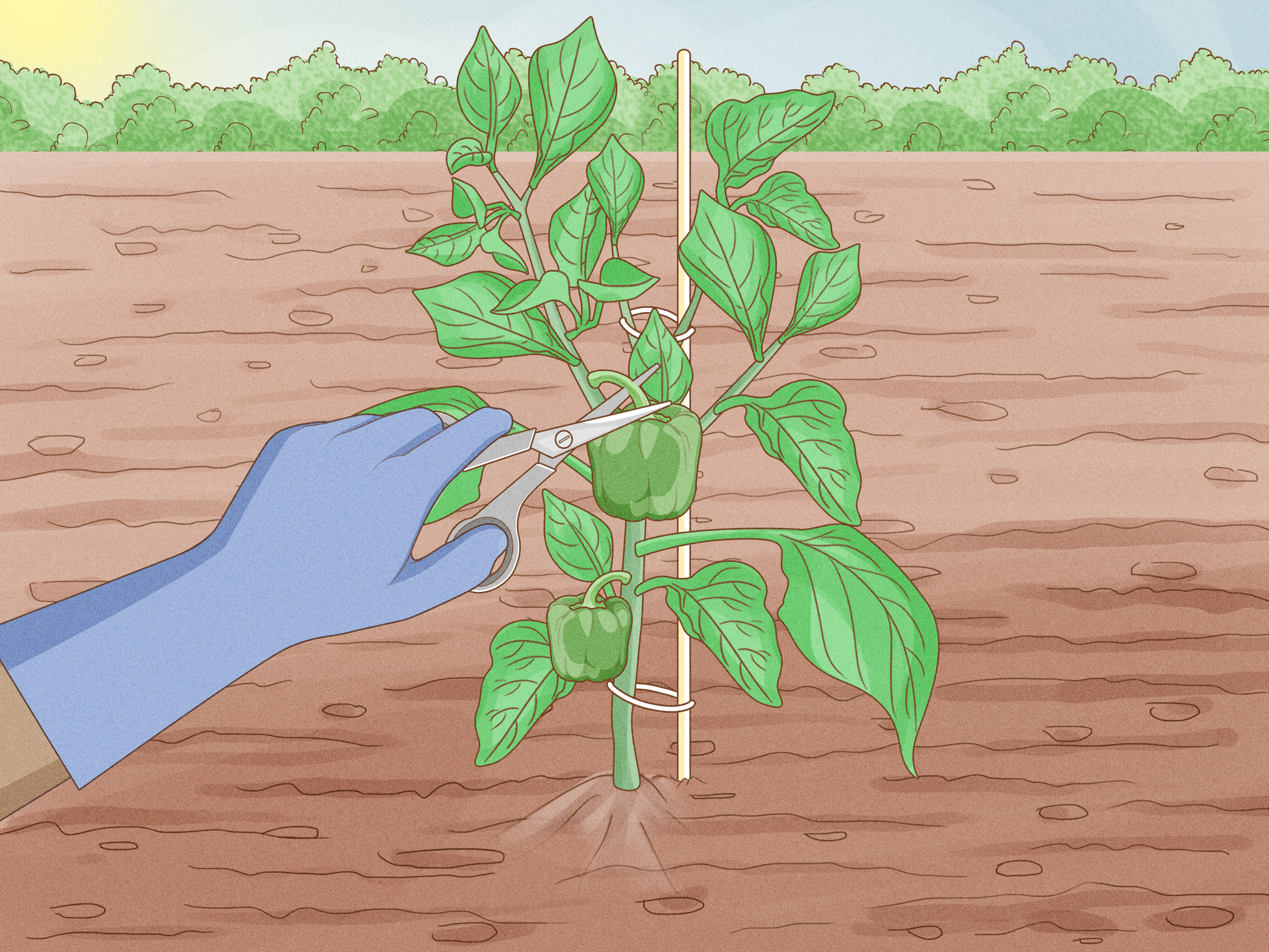 How to Grow Vibrant Green Bell Peppers: A Complete Guide