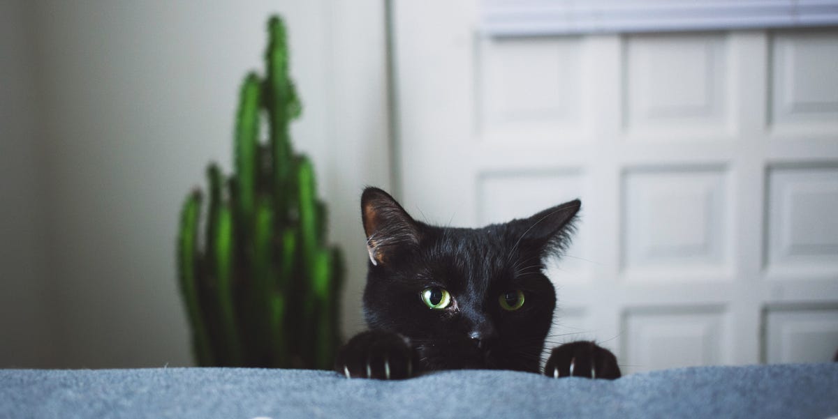 70+ Best Black Cat Names – Cool Names for Male & Female Black Cats