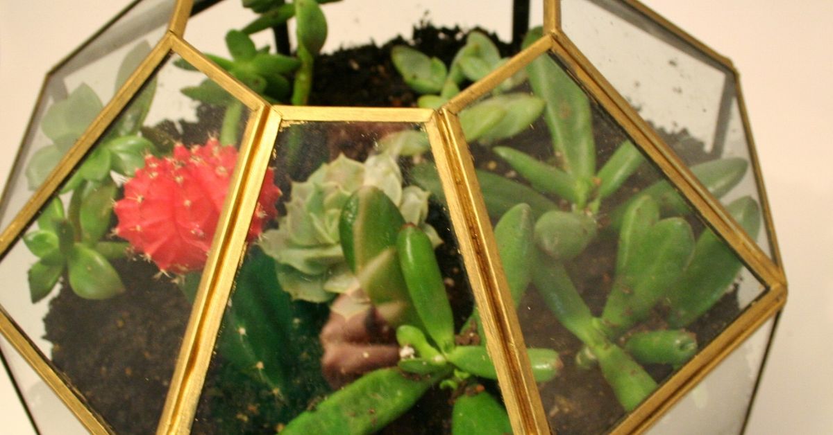 Pendant Light Turned Terrarium