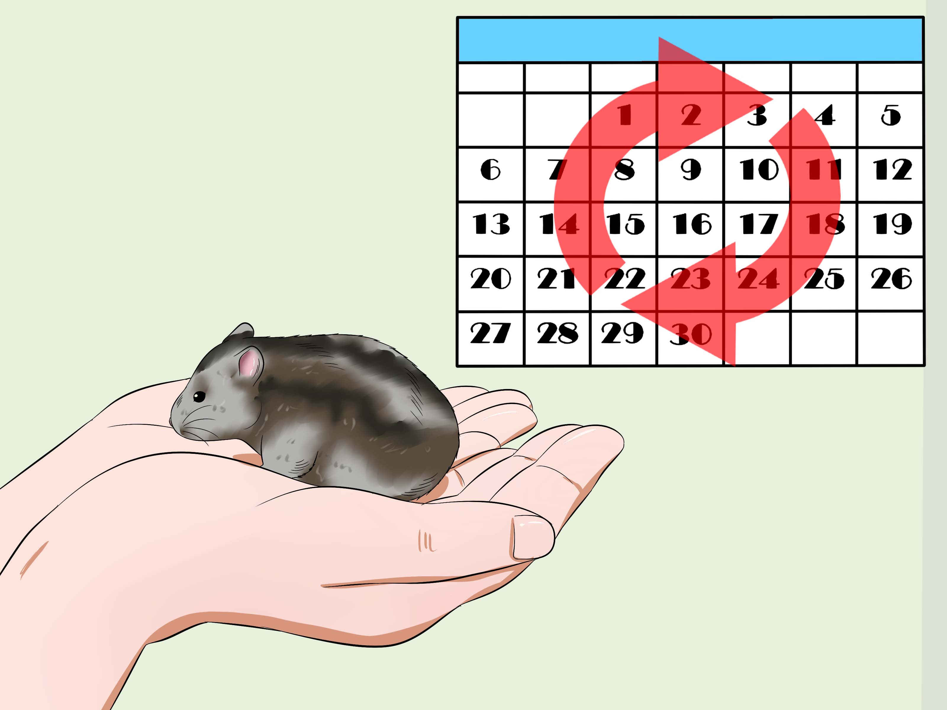 How to Care for a Russian Dwarf Hamster