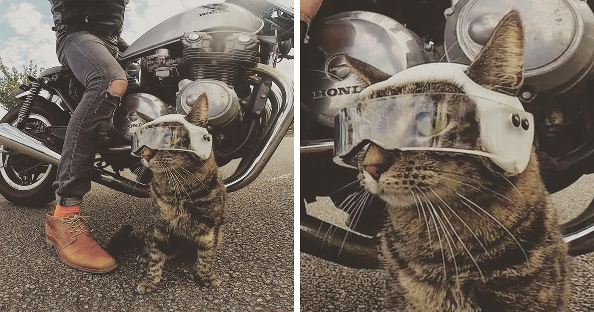 Owner Brings His Adorable Cat On All Kinds Of Adventures