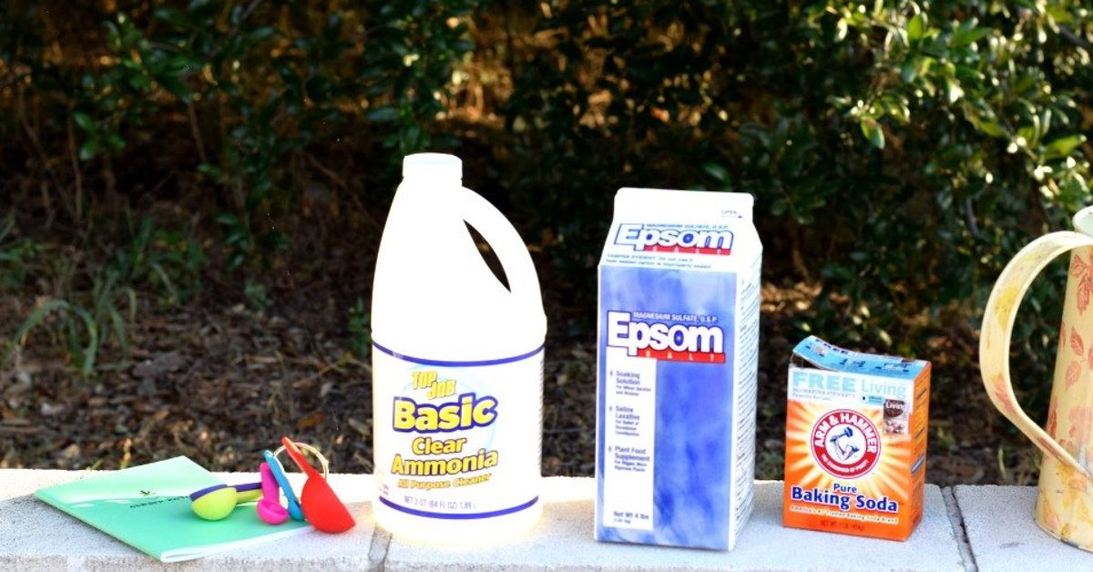 Easy Homemade Plant Food DIY