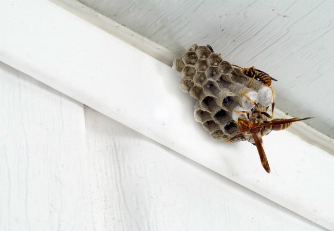 Homemade Wasp Trap – Easy DIY Pest Control from Bob Vila