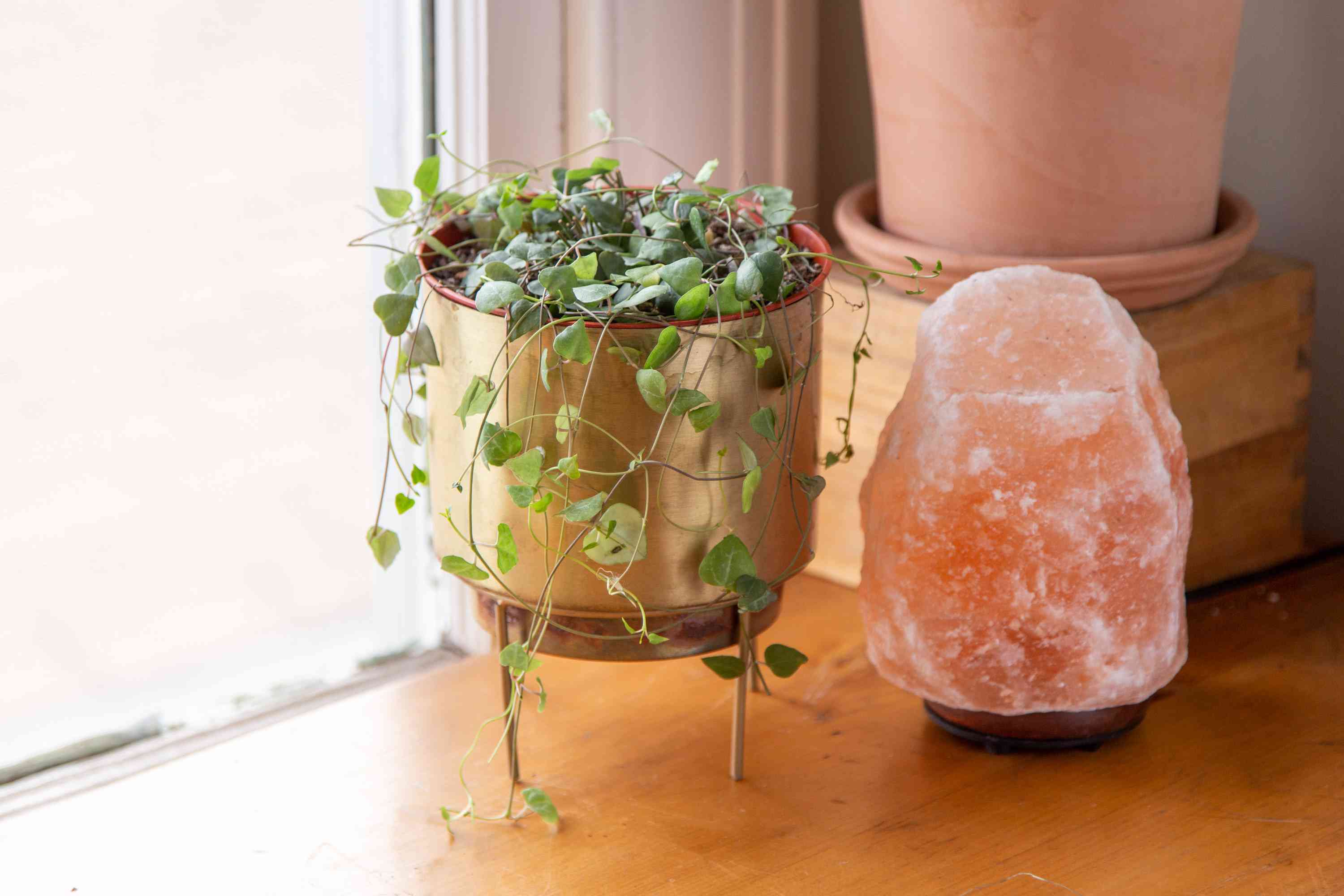 How to Grow and Care for String of Hearts